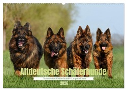 Altdeutsche Schäferhunde - Traumhafte Schäferhunde Langstockhaar (Wandkalender 2026 DIN A2 quer), CALVENDO Monatskalender - Jana K. Fotografie