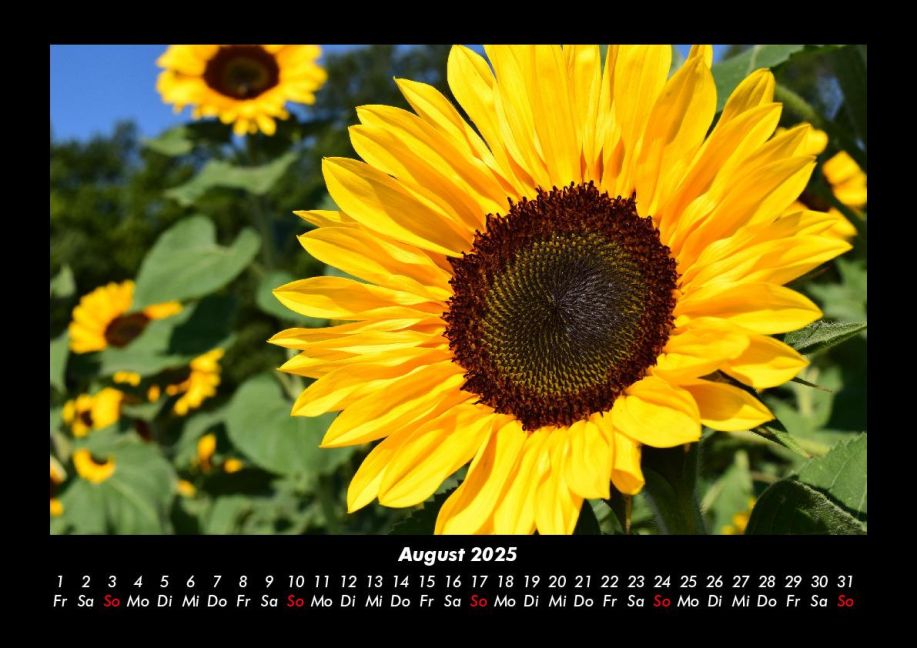InsideView 12