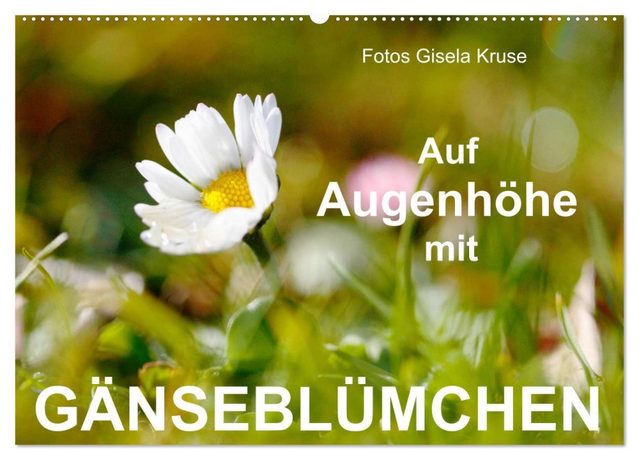 Auf Augenhöhe mit Gänseblümchen (Wandkalender 2025 DIN A2 quer), CALVENDO Monatskalender - Gisela Kruse