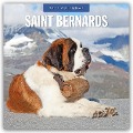 Saint Bernards - Bernhardiner 2025 - 16-Monatskalender - 