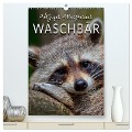 Waschbär - putziger Allesfresser (hochwertiger Premium Wandkalender 2024 DIN A2 hoch), Kunstdruck in Hochglanz - Peter Roder
