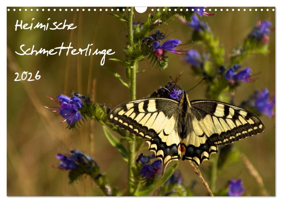 Heimische Schmetterlinge (Wandkalender 2026 DIN A3 quer), CALVENDO Monatskalender - Jens Kalanke