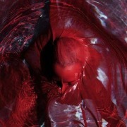 Cover-Bild zum Titel 'Not Here not Gone' von 'Blackwater Holylight'
