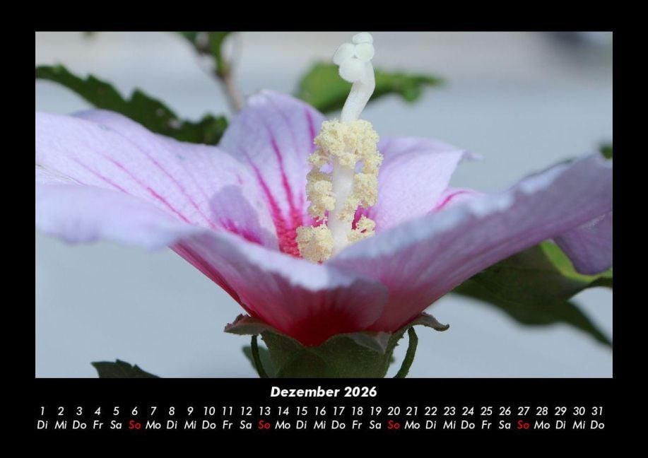 InsideView 4