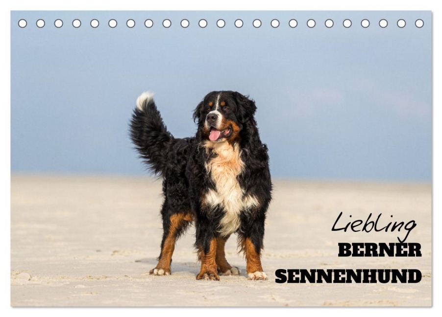 Liebling BERNER SENNENHUND (Tischkalender 2026 DIN A5 quer), CALVENDO Monatskalender - Www. Annettmirsberger. de Mirsberger
