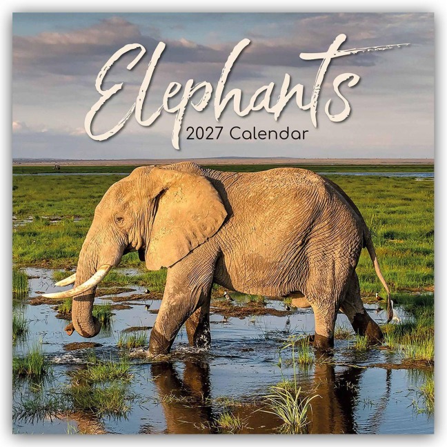 Elephants - Elefanten 2027 - 16-Monatskalender - The Gifted