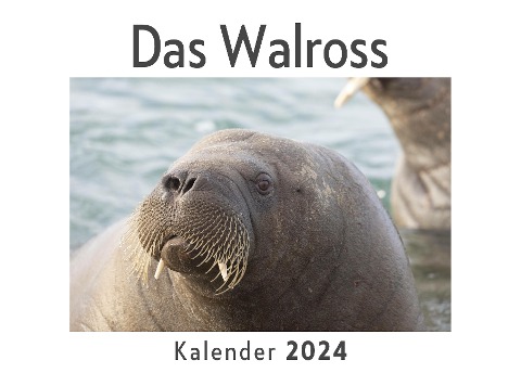 Das Walross (Wandkalender 2024, Kalender DIN A4 quer, Monatskalender im Querformat mit Kalendarium, Das perfekte Geschenk) - Anna Müller