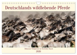Cover-Bild zum Titel 'Deutschlands wildlebende Pferde (Wandkalender 2026 DIN A4 quer), CALVENDO Monatskalender' von 'Marcel René Grossmann'