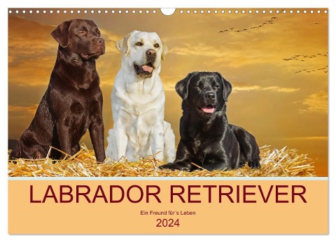 Labrador Retriever - Ein Freund für¿s Leben (Wandkalender 2024 DIN A3 quer), CALVENDO Monatskalender - Sigrid Starick