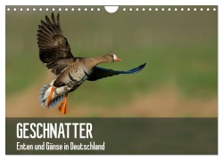 Cover-Bild zum Titel 'Geschnatter - Enten und Gänse in Deutschland (Wandkalender 2027 DIN A4 quer), CALVENDO Monatskalender' von 'Alexander Krebs'