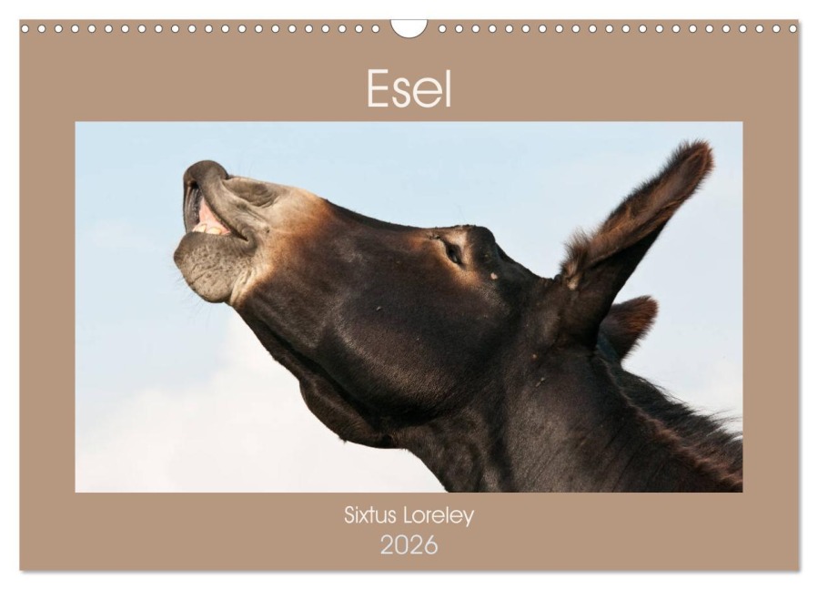 Esel - Sixtus Loreley (Wandkalender 2026 DIN A3 quer), CALVENDO Monatskalender - Meike Bölts