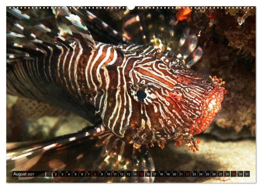 InsideView 12