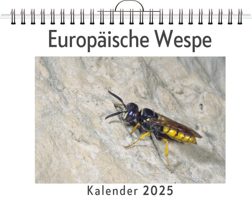 Europäische Wespe - Hannah Schmitt