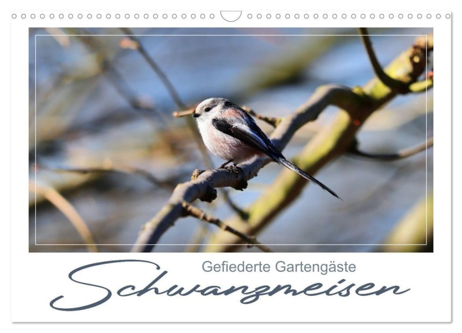 Gefiederte Gartengäste, Schwanzmeisen (Wandkalender 2026 DIN A3 quer), CALVENDO Monatskalender - 