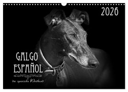 Cover-Bild zum Titel 'Galgo Español - der spanische Windhund 2026 (Wandkalender 2026 DIN A3 quer), CALVENDO Monatskalender' von 'Pfoten-Design Andrea Redecker'