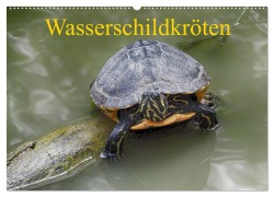 Cover-Bild zum Titel 'Wasserschildkröten (Wandkalender 2026 DIN A2 quer), CALVENDO Monatskalender' von 'Klaudia Kretschmann'