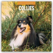 Cover-Bild zum Titel 'Collies - Collie 2027 - 16-Monatskalender' von 'Robin Red'