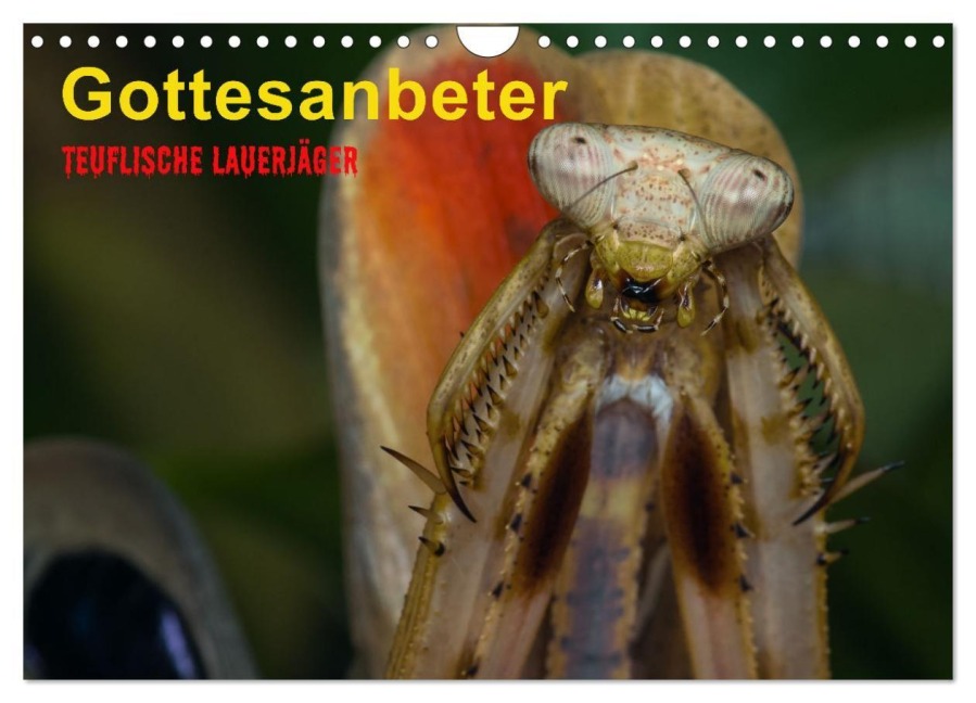 Gottesanbeter - Teuflische Lauerjäger (Wandkalender 2026 DIN A4 quer), CALVENDO Monatskalender - Alfred Preuss