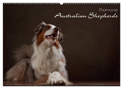 Charmante Australian Shepherds (Wandkalender 2024 DIN A2 quer), CALVENDO Monatskalender - Jana Behr