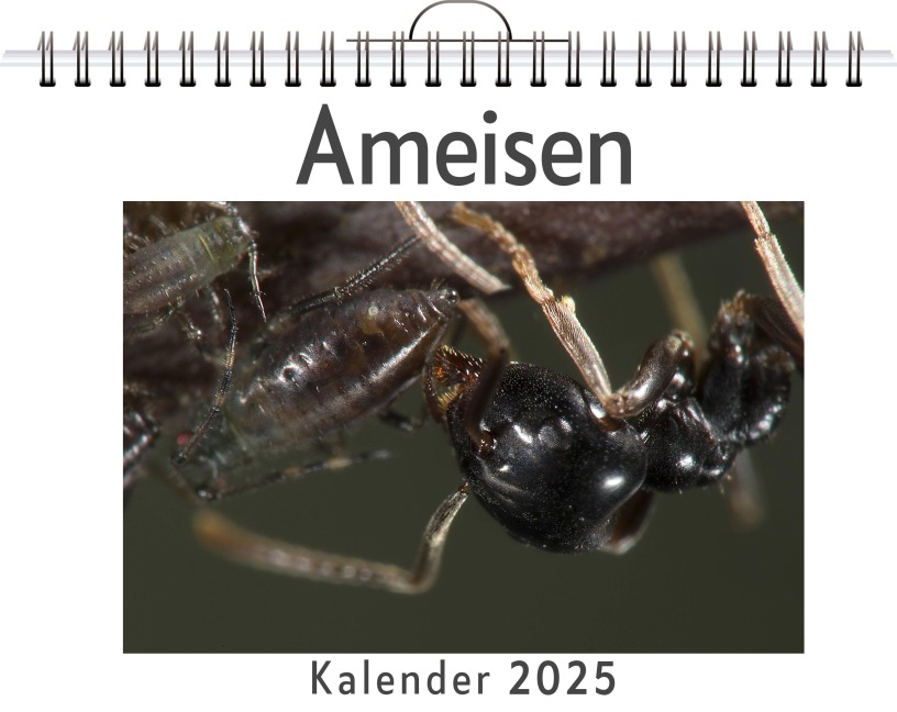 Ameisen - Alice Schubert