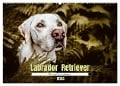 Verzauberung Labrador Retriever 2024 (Wandkalender 2024 DIN A2 quer), CALVENDO Monatskalender - Sensiebelfotografie Saskia Katharina Siebel
