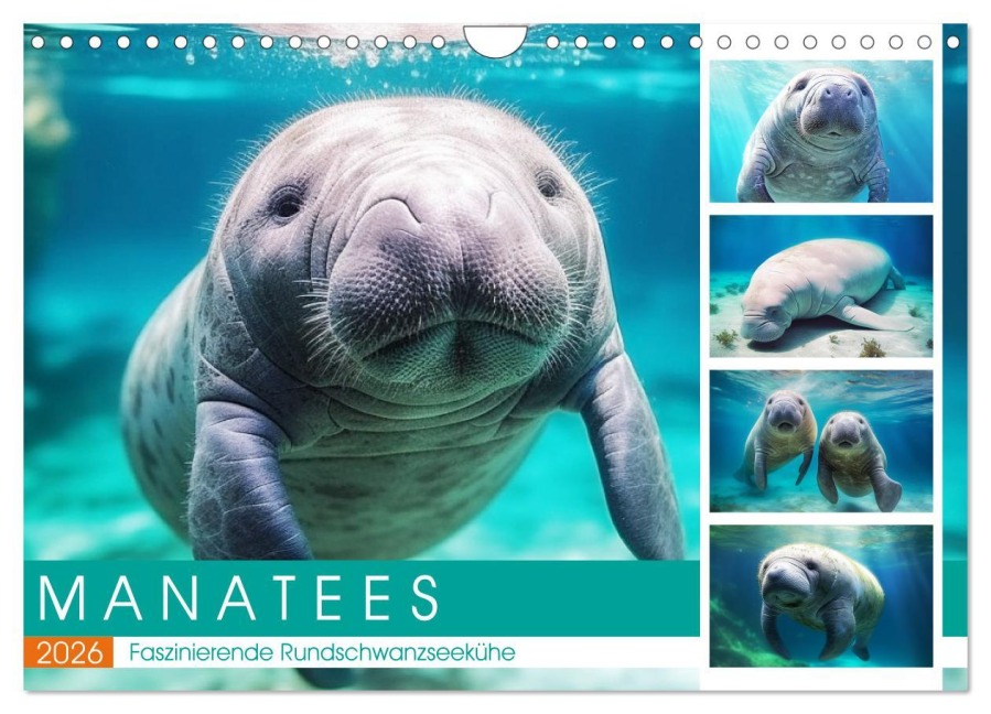 Manatees. Faszinierende Rundschwanzseekühe (Wandkalender 2026 DIN A4 quer), CALVENDO Monatskalender - Rose Hurley