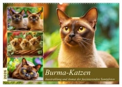 Burma-Katzen. Ausstrahlung und Anmut der faszinierenden Samtpfoten (Wandkalender 2026 DIN A2 quer), CALVENDO Monatskalender - Rose Hurley