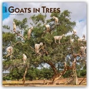 Cover-Bild zum Titel 'Goats in Trees - Ziegen in Bäumen 2027 - 16-Monatskalender' von 'Browntrout Publishers'