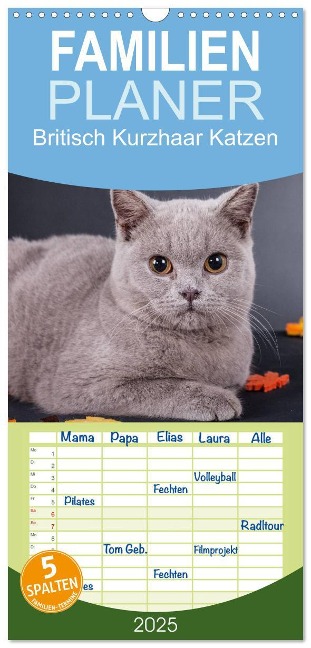 Familienplaner 2025 - Britisch Kurzhaar Katzen mit 5 Spalten (Wandkalender, 21 x 45 cm) CALVENDO - Gabriela Wejat-Zaretzke