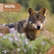 Cover-Bild zum Titel 'Wölfe Broschürenkalender 2026 - 30x30 - Art12' von ''