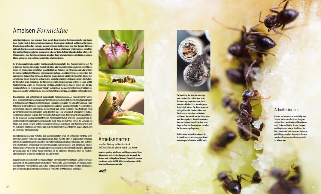 InsideView 19