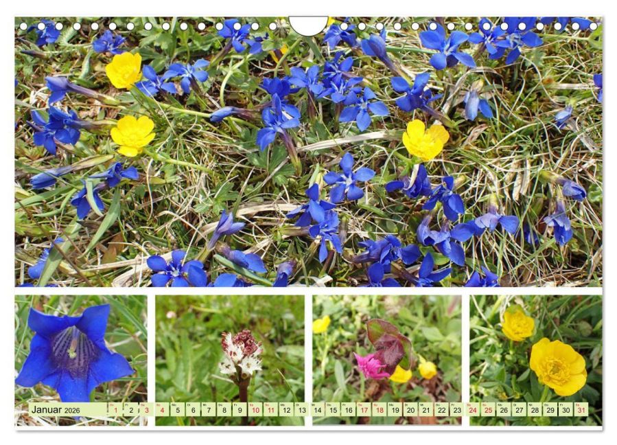 InsideView 6