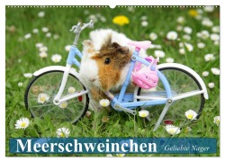 Meerschweinchen. Geliebte Nager (Wandkalender 2026 DIN A2 quer), CALVENDO Monatskalender - Elisabeth Stanzer