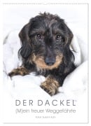 Cover-Bild zum Titel 'Der Dackel (M)ein treuer Weggefährte (Wandkalender 2026 DIN A2 hoch), CALVENDO Monatskalender' von 'Susann Kuhr'