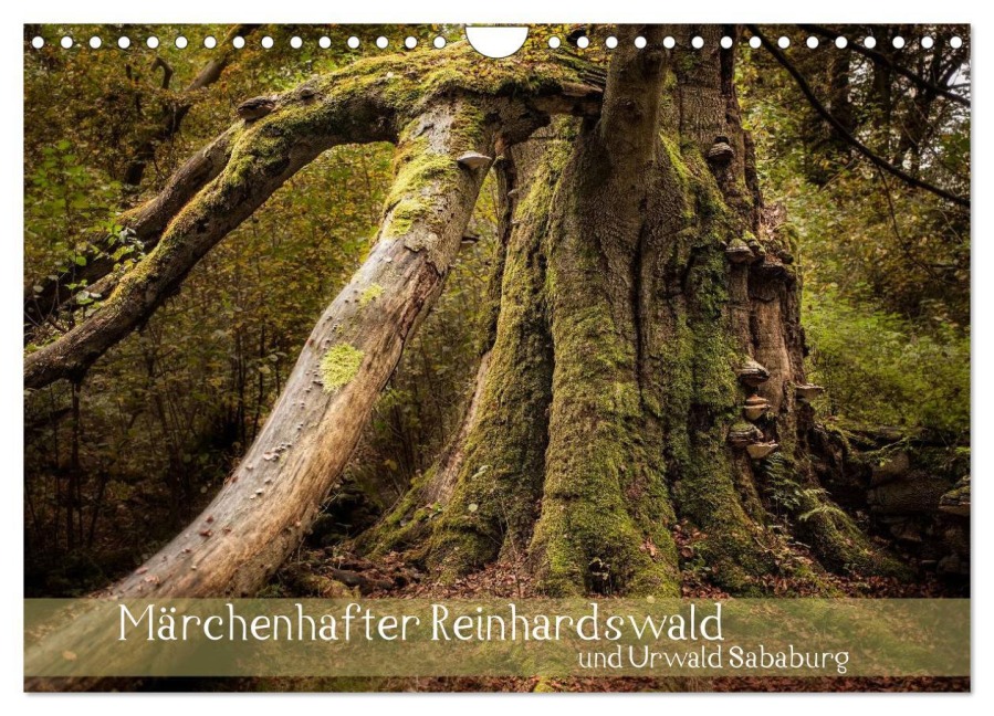 Märchenhafter Reinhardswald und Urwald Sababurg (Wandkalender 2026 DIN A4 quer), CALVENDO Monatskalender - Michael Pohl