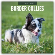 Cover-Bild zum Titel 'Border Collies - Border Collie 2027 - 16-Monatskalender' von 'Robin Red'