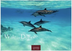 Cover-Bild zum Titel 'Wale und Delfine Kalender 2027 - Wandkalender | Fotokalender Tierkalender 24x35cm - Hochwertige Fotografien von Walen und Delfinen, die jeden Monat begeistern.' von ''