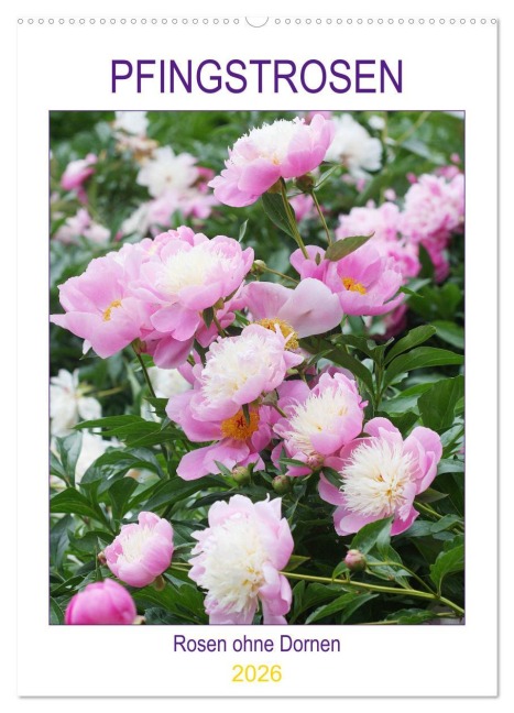 Pfingstrosen Rosen ohne Dornen (Wandkalender 2026 DIN A2 hoch), CALVENDO Monatskalender - Gisela Kruse