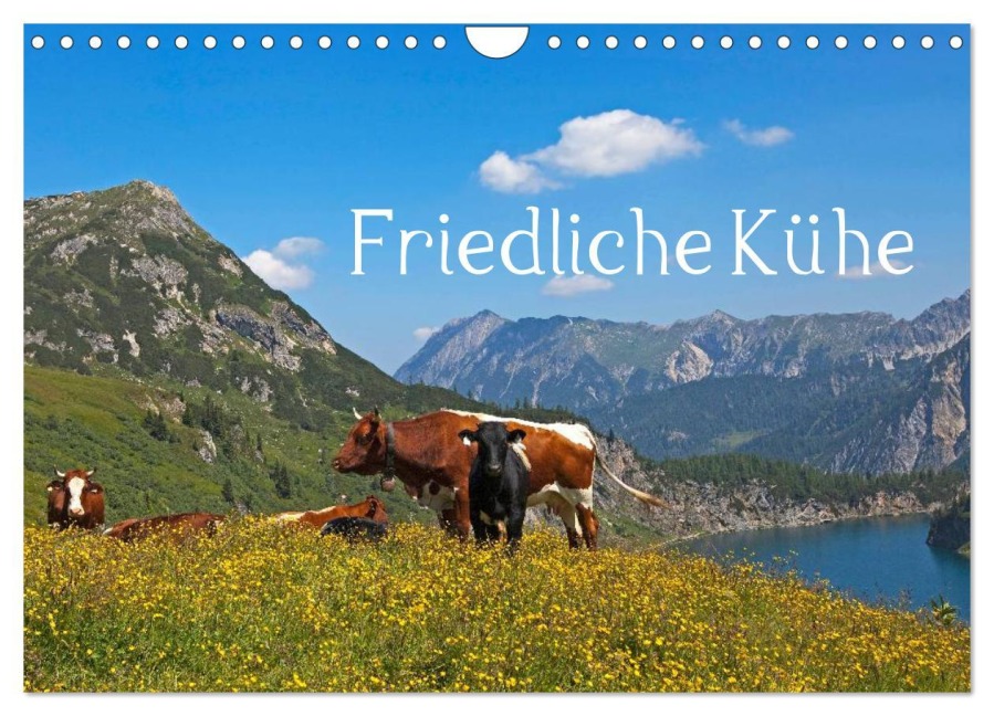 Friedliche Kühe (Wandkalender 2025 DIN A4 quer), CALVENDO Monatskalender - Christa Kramer