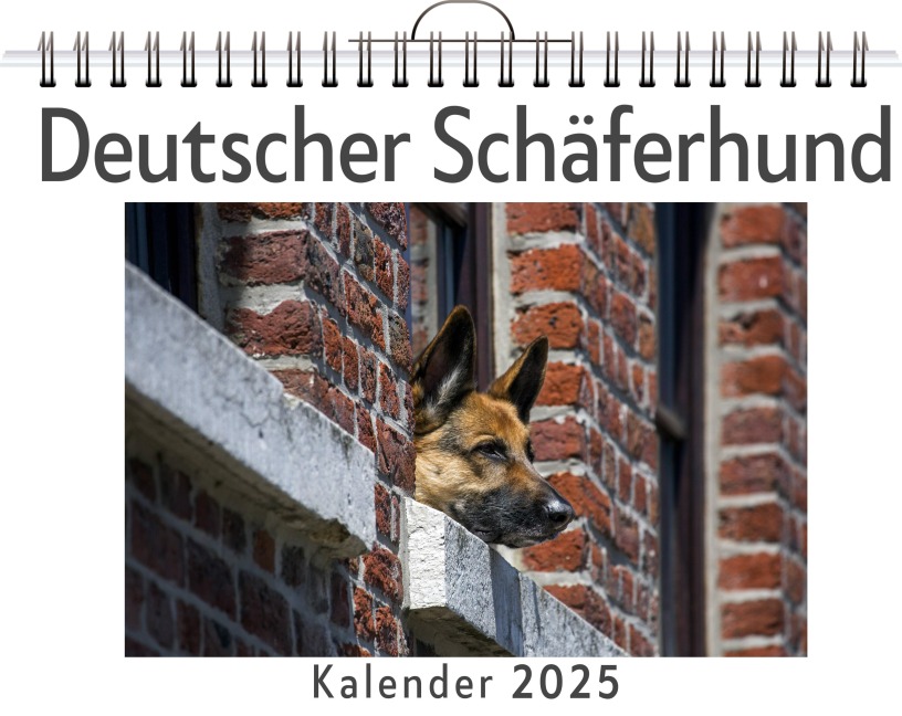 Deutscher Schäferhund - Aaron Meier