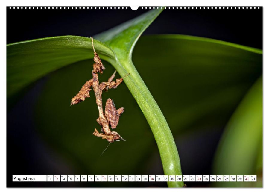 InsideView 13