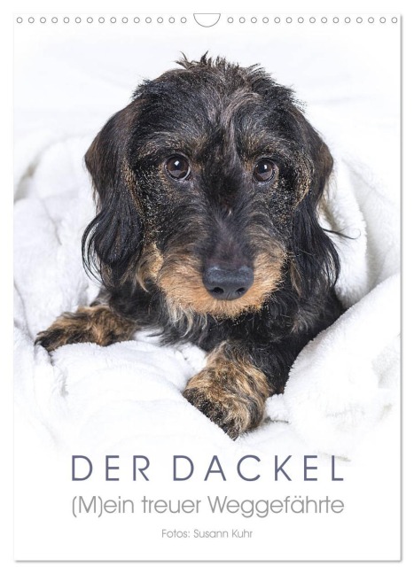 Der Dackel (M)ein treuer Weggefährte (Wandkalender 2026 DIN A3 hoch), CALVENDO Monatskalender - Susann Kuhr