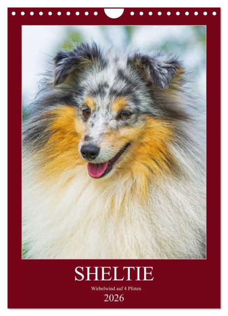 Sheltie - Wirbelwind auf 4 Pfoten (Wandkalender 2026 DIN A4 hoch), CALVENDO Monatskalender - Sigrid Starick