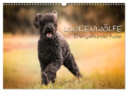 Cover-Bild zum Titel 'Lockenwölfe - Energiebündel Pudel (Wandkalender 2026 DIN A3 quer), CALVENDO Monatskalender' von 'Alexandra Hollstein'