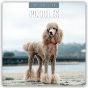 Poodles - Pudel 2026 - 16-Monatskalender - Robin Red