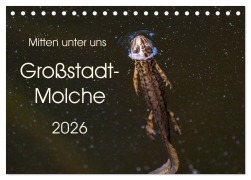 Cover-Bild zum Titel 'Mitten unter uns - Großstadt-Molche (Tischkalender 2026 DIN A5 quer), CALVENDO Monatskalender' von 'Anne Wibke Hildebrandt'