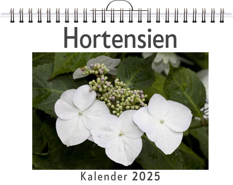 Hortensien - (Wandkalender 2025, Kalender DIN A4 quer, Monatskalender im Querformat mit Kalendarium, das perfekte Geschenk) - Matteo Peters