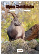 Cover-Bild zum Titel 'Alpen-Steinböcke, imposante Hornträger (Wandkalender 2026 DIN A4 hoch), CALVENDO Monatskalender' von 'Sabine Löwer'