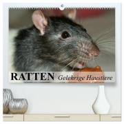 Cover-Bild zum Titel 'Ratten - Gelehrige Haustiere (hochwertiger Premium Wandkalender 2026 DIN A2 quer), Kunstdruck in Hochglanz' von 'Elisabeth Stanzer'
