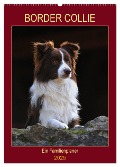 Border Collie - Ein Familienplaner (Wandkalender 2025 DIN A2 hoch), CALVENDO Monatskalender - Sigrid Starick